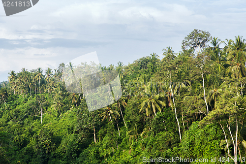 Image of forest landscape on sri lanka