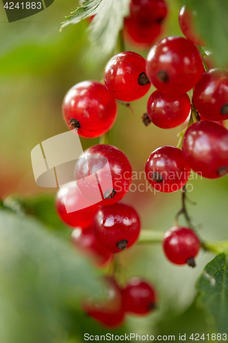 Image of red currant bush at summer garden branch