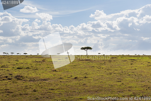 Image of landscape with acacia trees in savannah at africa