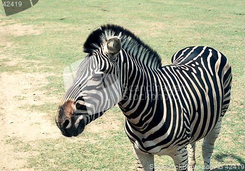 Image of Zebra