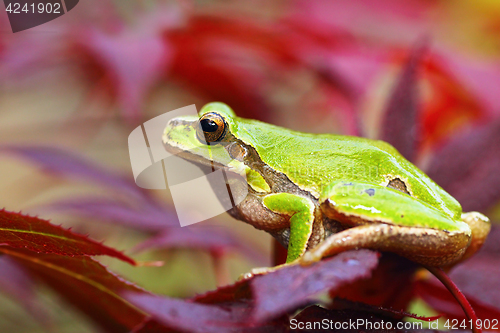 Image of european green tree frog on leafs