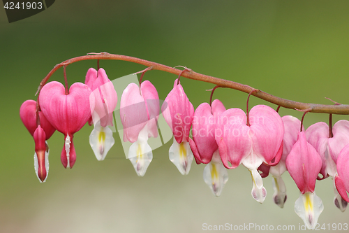 Image of fukuhara bleeding heart flowers