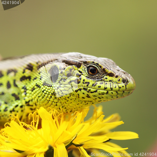 Image of sand lizard basking on dandelion flower