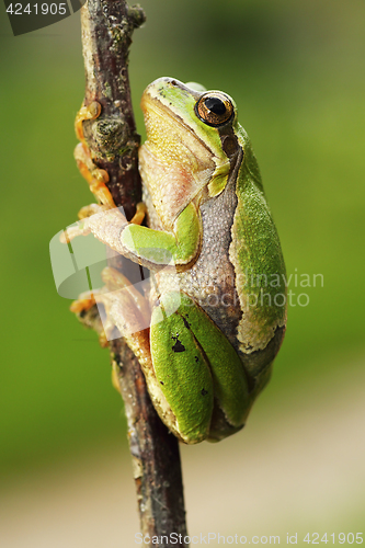 Image of cute european tree frog climbing on twig