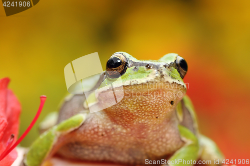 Image of portrait of cute european tree frog
