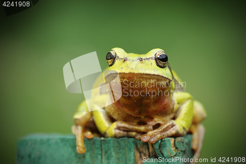 Image of tree frog looking at camera