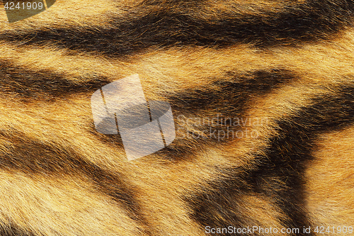 Image of detailed tiger fur