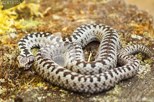 Image of beautiful common european adder basking in the sun