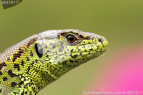 Image of portrait of beautiful male sand lizard