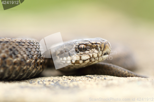 Image of juvenile beautiful meadow viper 