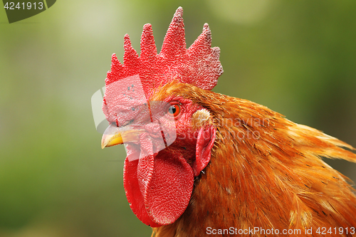 Image of portrait of colorful rooster