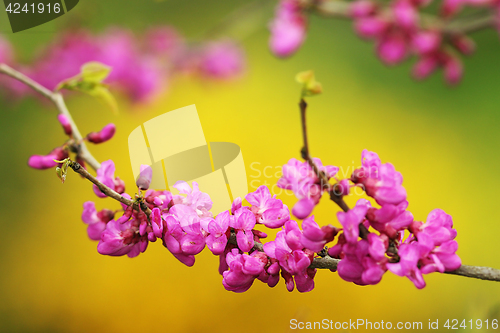 Image of japanese cherry tree twig in bloom