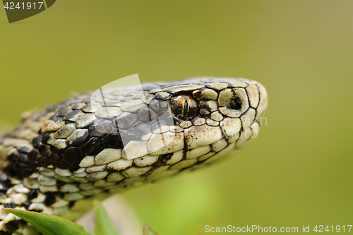 Image of macro portrait of the elusive hungarian meadow viper