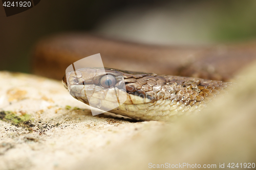 Image of close up of a smooth snake