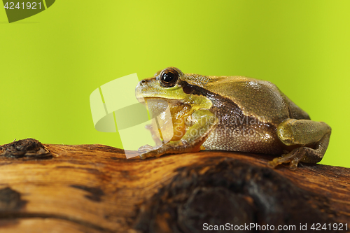 Image of male tree frog singing on wood stump