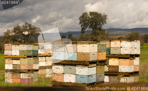 Image of Beekeeper Boxes Bee Colony Farm Field
