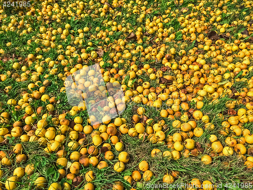 Image of Ripe yellow apples in green grass