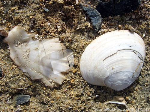 Image of Sea shells