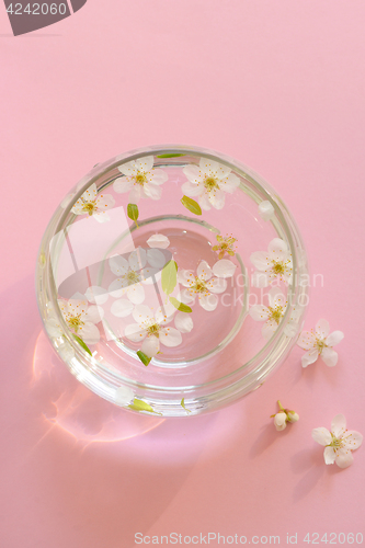 Image of Cherry blossom in vase