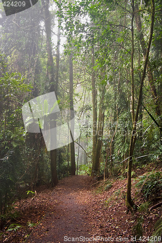 Image of rain forest