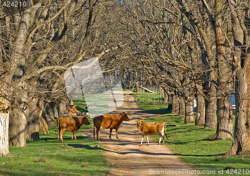 Image of cows in the road
