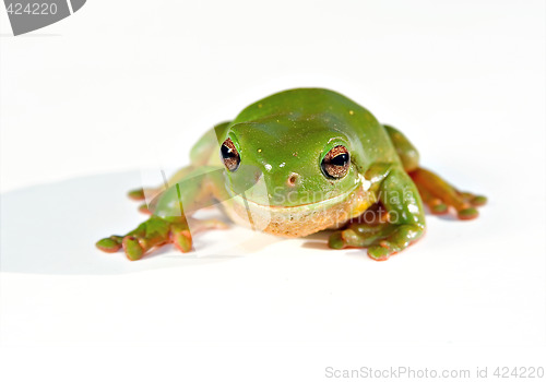 Image of green tree frog on white background