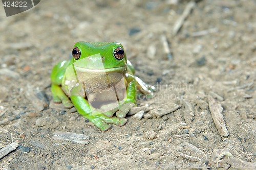 Image of green tree frog on ground