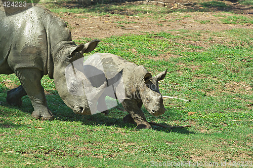 Image of mother and baby rhino