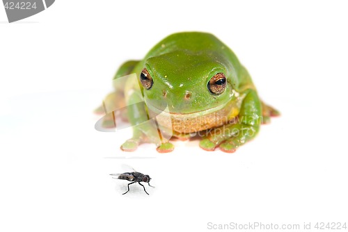 Image of green tree frog on white