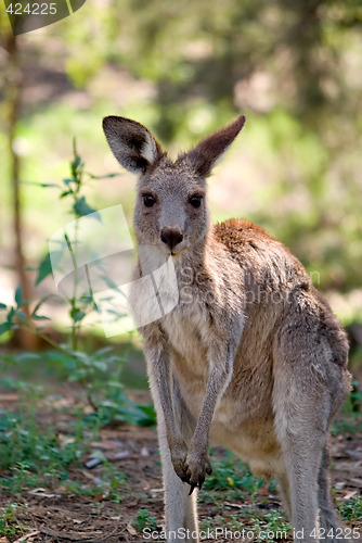 Image of eastern grey kangaroo