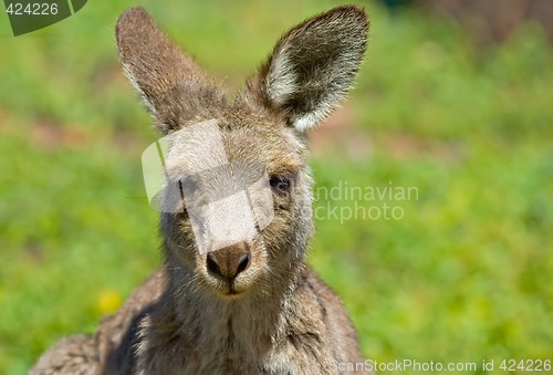 Image of kangaroo up close