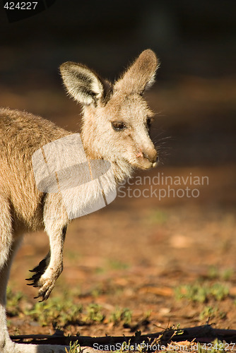 Image of australian kangaroo