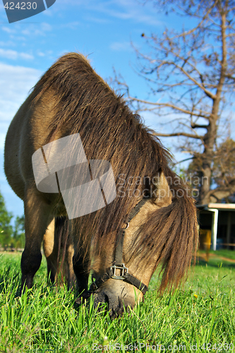 Image of horse eating grass