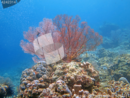 Image of Thriving coral reef alive with marine life and shoals of fish, Bali
