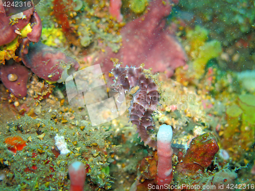 Image of Bargibanti Pygmy Seahorse the smallest in the world in Bali