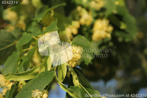 Image of Linden tree in bloom, against a green leave