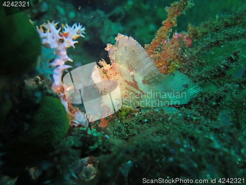 Image of Thriving coral reef alive with marine life and fish, Bali