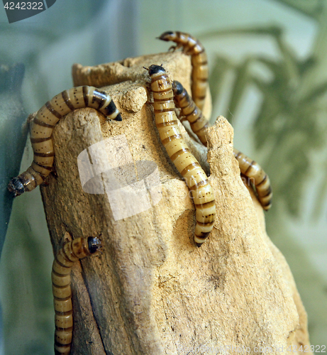 Image of Large white worms crawl on a dry tree