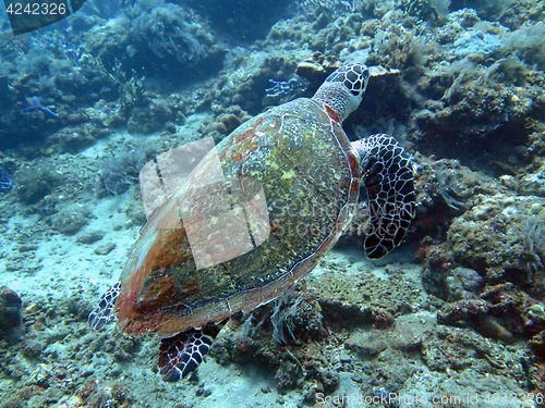 Image of Hawksbill sea turtle current on coral reef island, Bali