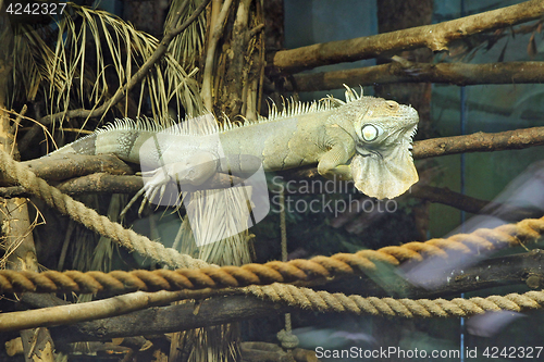 Image of Lizard is goanna lies dry branch of a tree