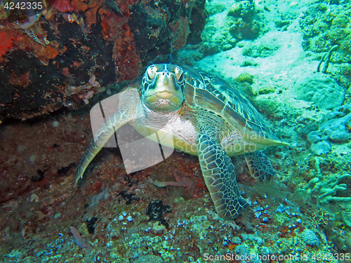 Image of Hawksbill sea turtle current on coral reef island, Bali