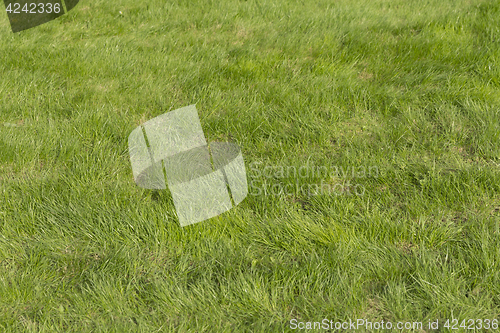 Image of Lush green grass on the soccer field