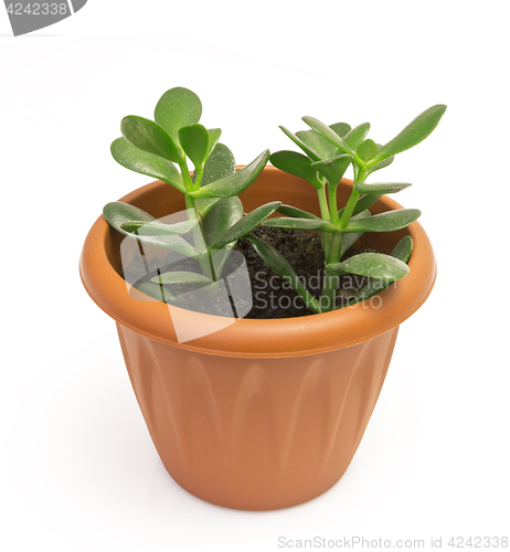 Image of Orange terracotta pot with soil with green plant Isolated on white background.