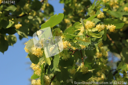 Image of Linden tree in bloom, against a green leave