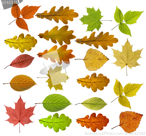 Image of Colorful and bright background made of fallen autumn leaves.