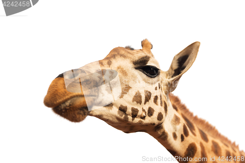 Image of close up of giraffe head on white