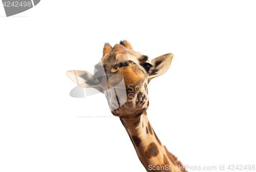 Image of close up of giraffe head on white