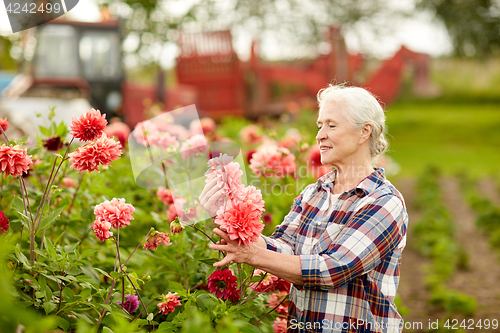Image of senior woman with dahlia flowers at summer garden