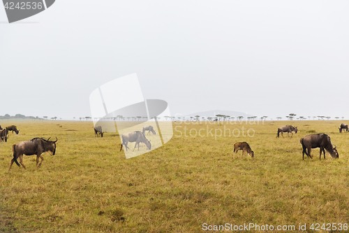 Image of wildebeests grazing in savannah at africa