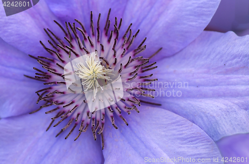 Image of Clematis